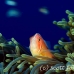 anemonefish_pink_bs_h_0705_png494.jpg